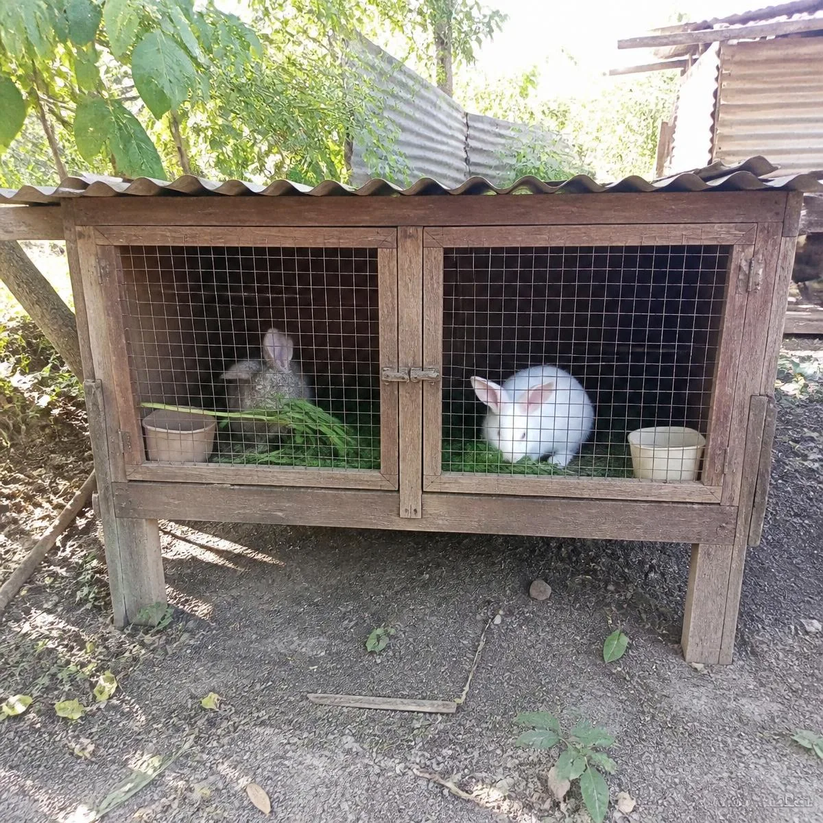 Conejera de madera con conejos en el patio
